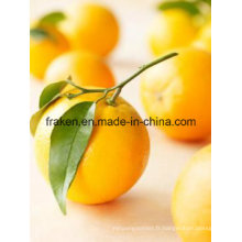 Pectine Citrus Haute Qualité